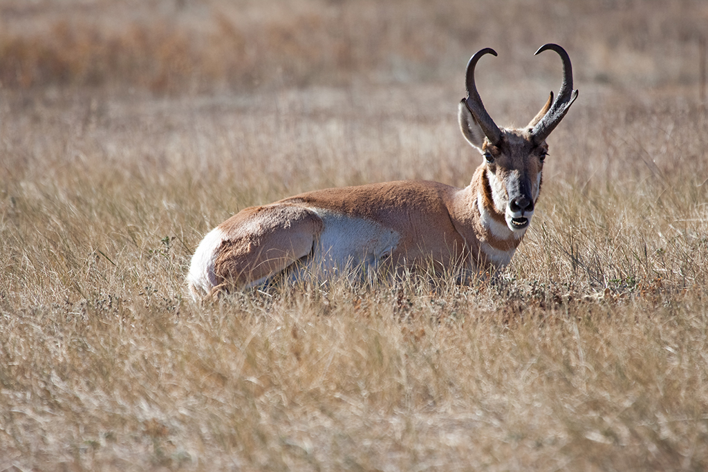 10-12 - 01.jpg - Wind Cave National Park, SD